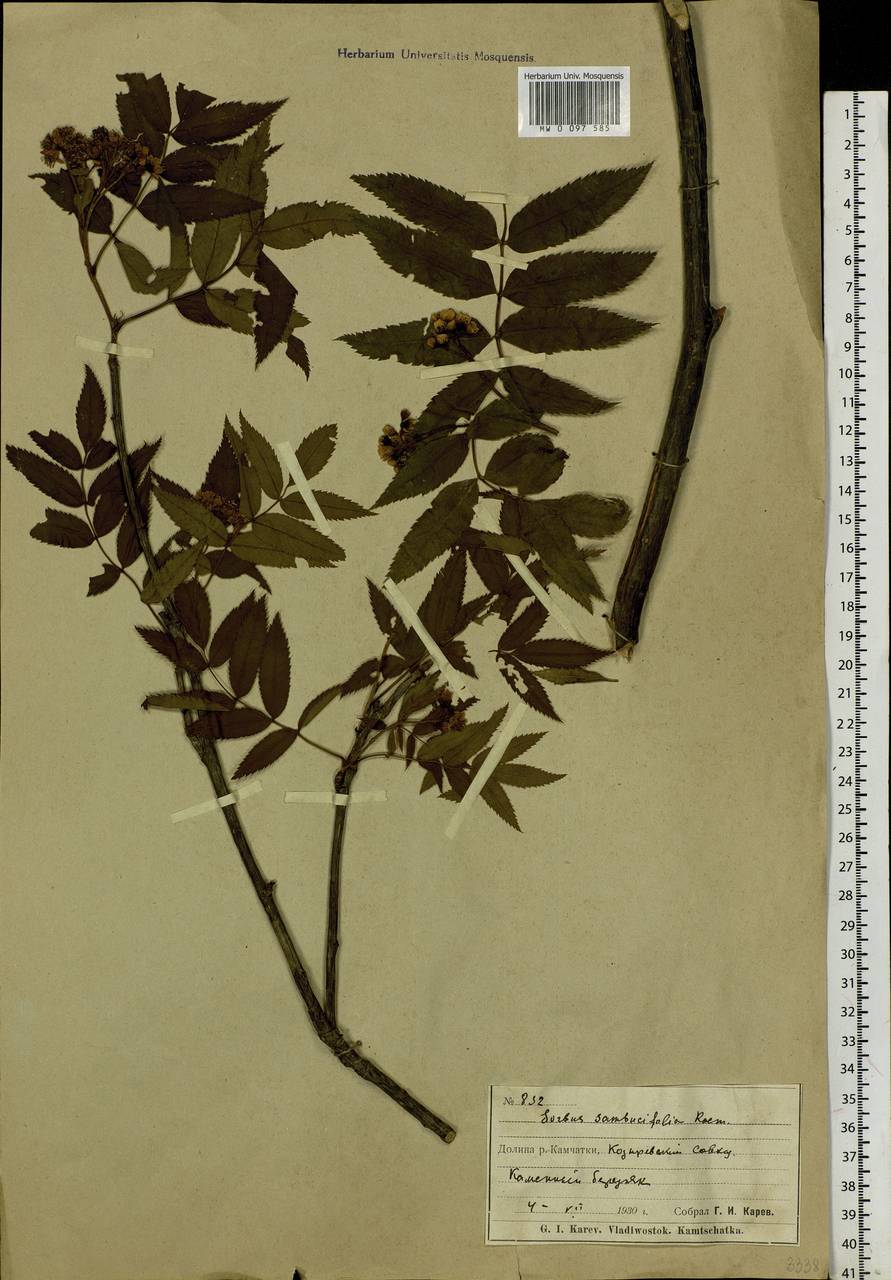 Sorbus sambucifolia (Cham. & Schltdl.) M. Roem., Siberia, Chukotka & Kamchatka (S7) (Russia)