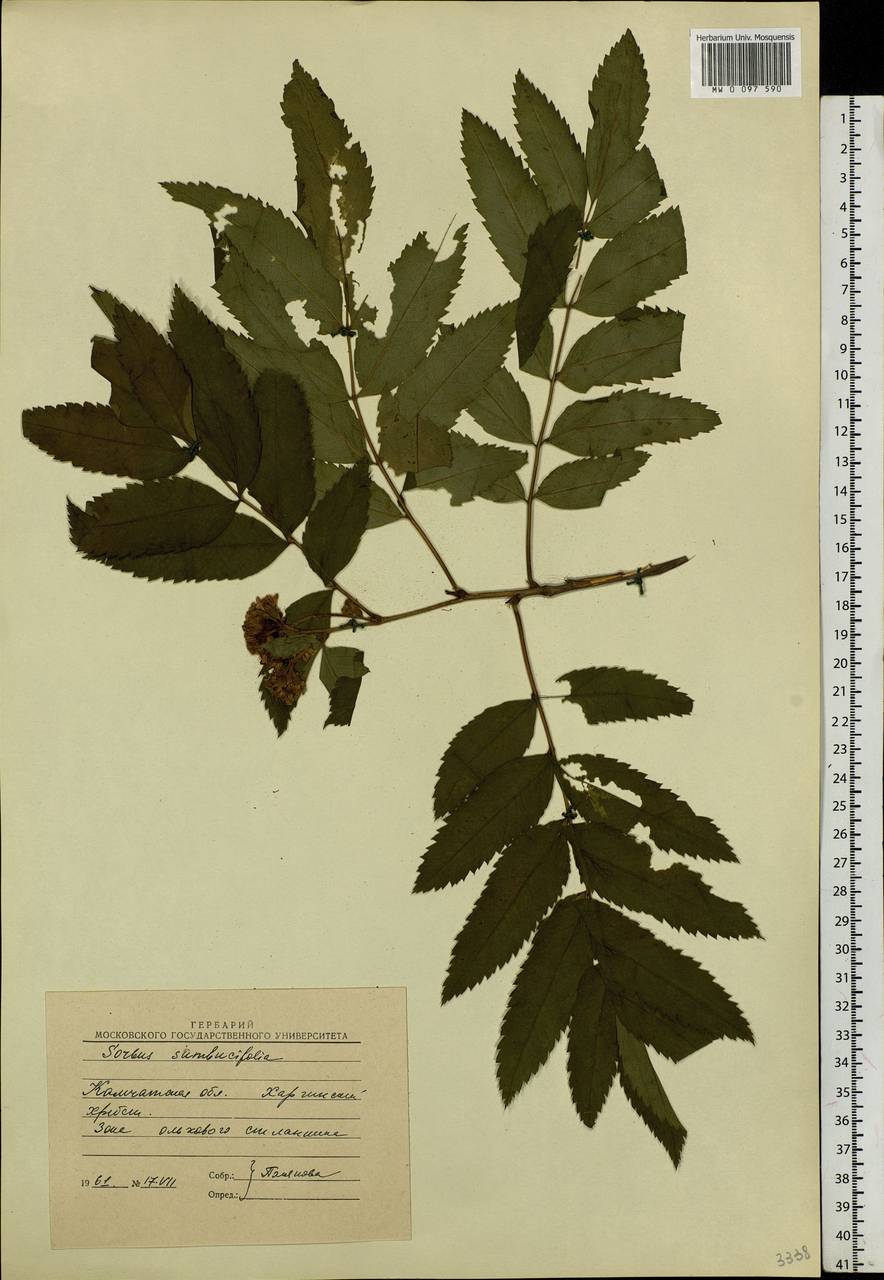 Sorbus sambucifolia (Cham. & Schltdl.) M. Roem., Siberia, Chukotka & Kamchatka (S7) (Russia)