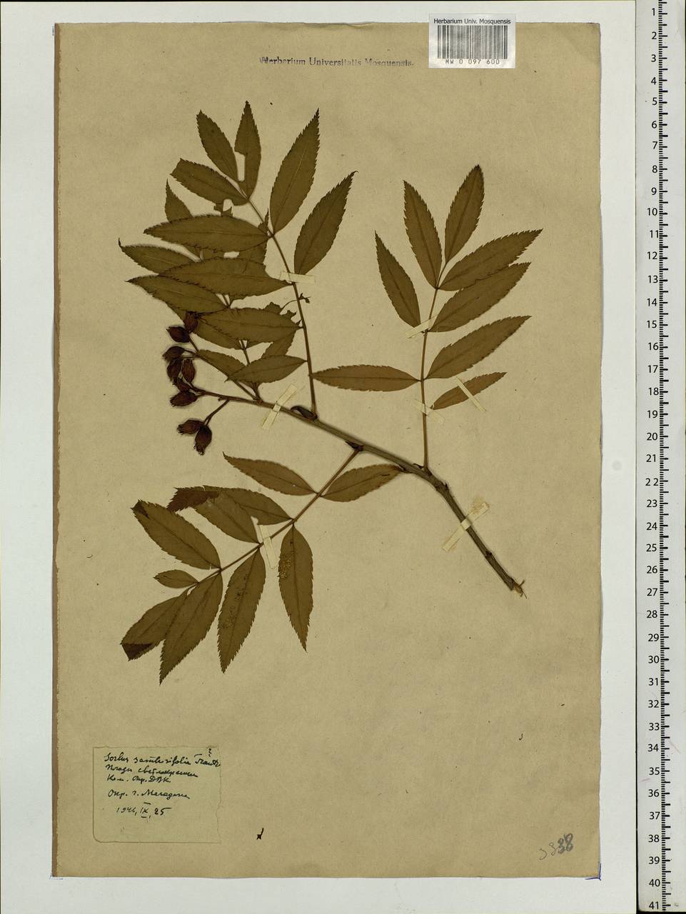 Sorbus sambucifolia (Cham. & Schltdl.) M. Roem., Siberia, Chukotka & Kamchatka (S7) (Russia)