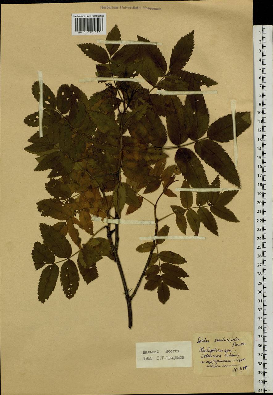 Sorbus sambucifolia (Cham. & Schltdl.) M. Roem., Siberia, Russian Far East (S6) (Russia)