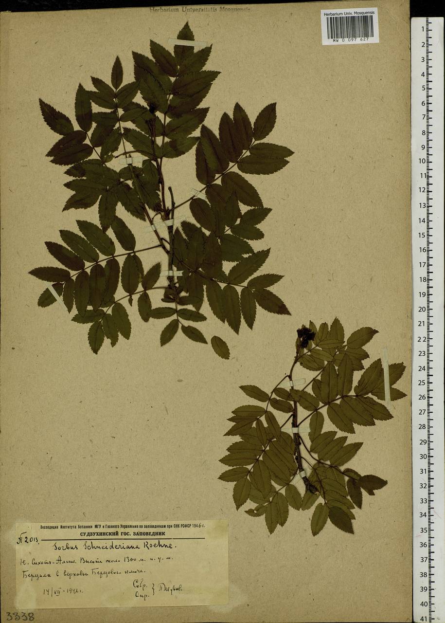 Sorbus sambucifolia (Cham. & Schltdl.) M. Roem., Siberia, Russian Far East (S6) (Russia)