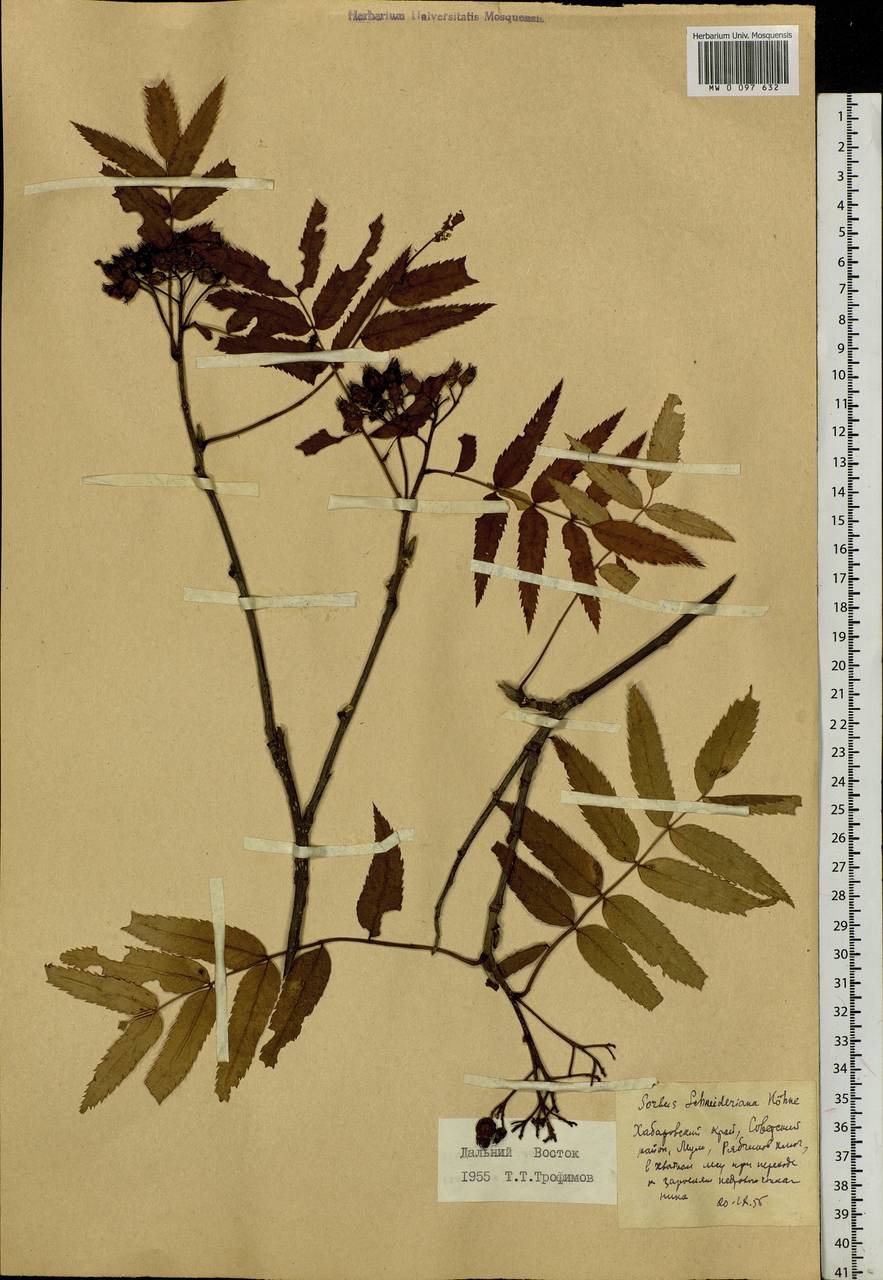 Sorbus sambucifolia (Cham. & Schltdl.) M. Roem., Siberia, Russian Far East (S6) (Russia)