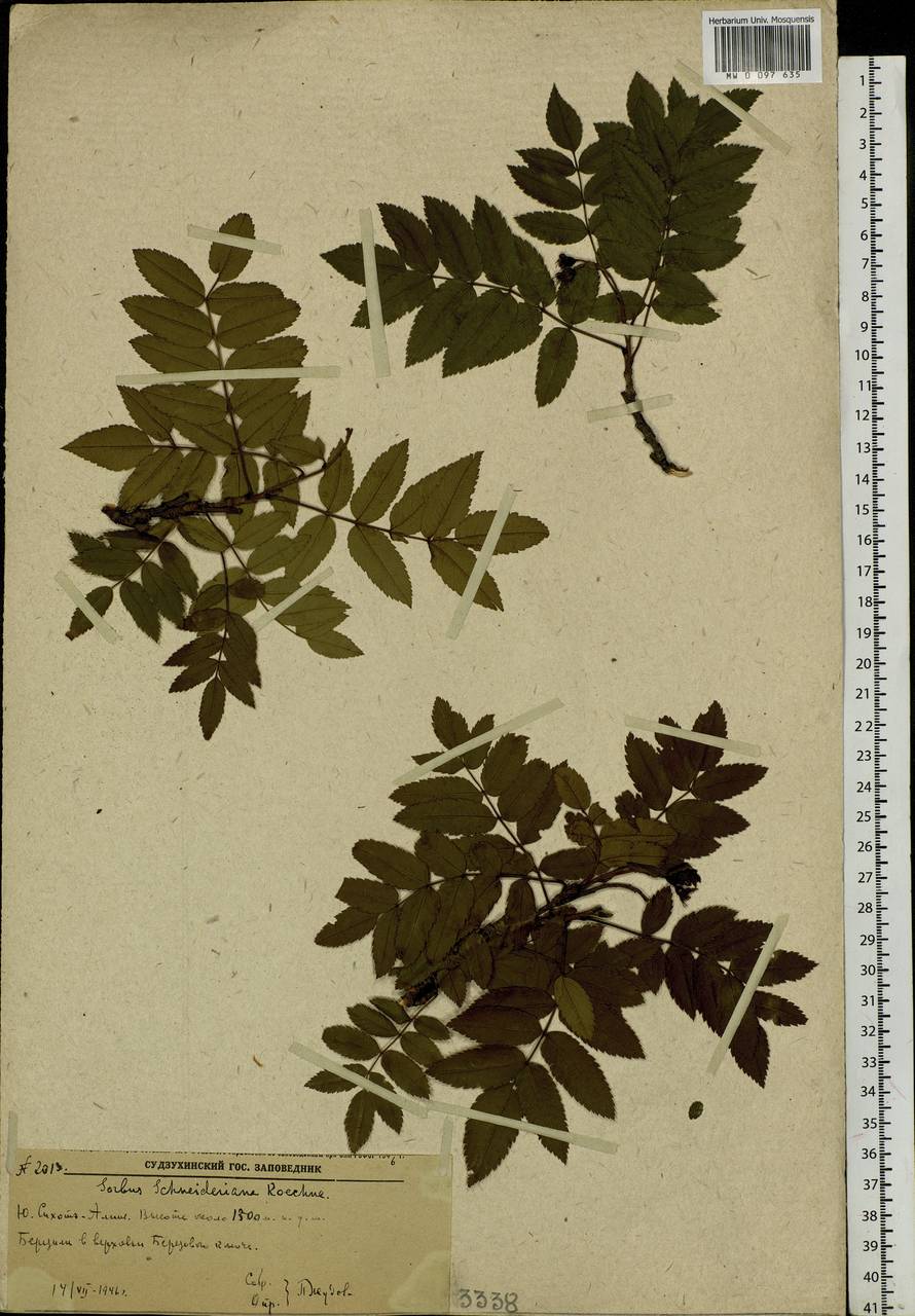 Sorbus sambucifolia (Cham. & Schltdl.) M. Roem., Siberia, Russian Far East (S6) (Russia)