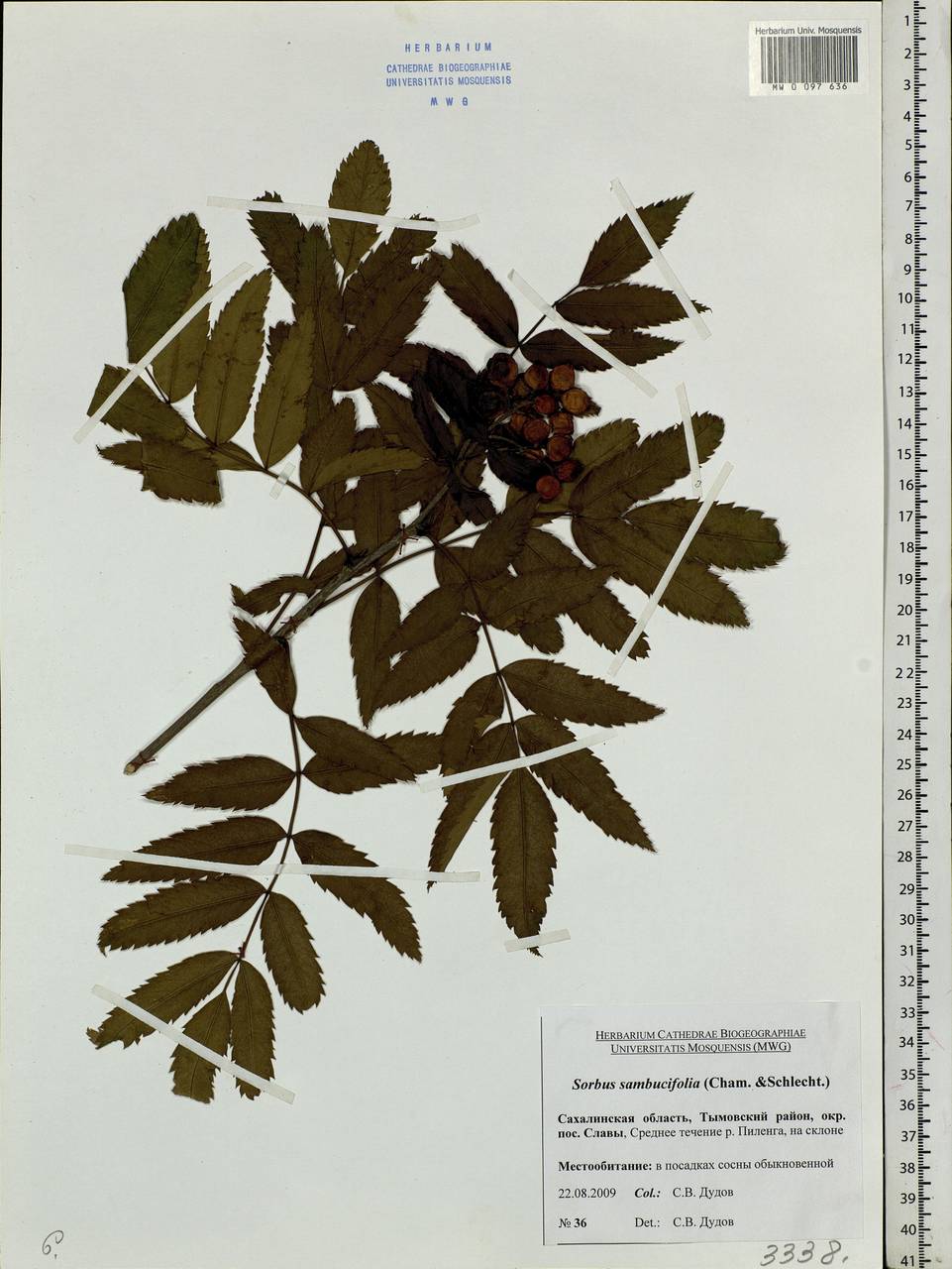 Sorbus sambucifolia (Cham. & Schltdl.) M. Roem., Siberia, Russian Far East (S6) (Russia)