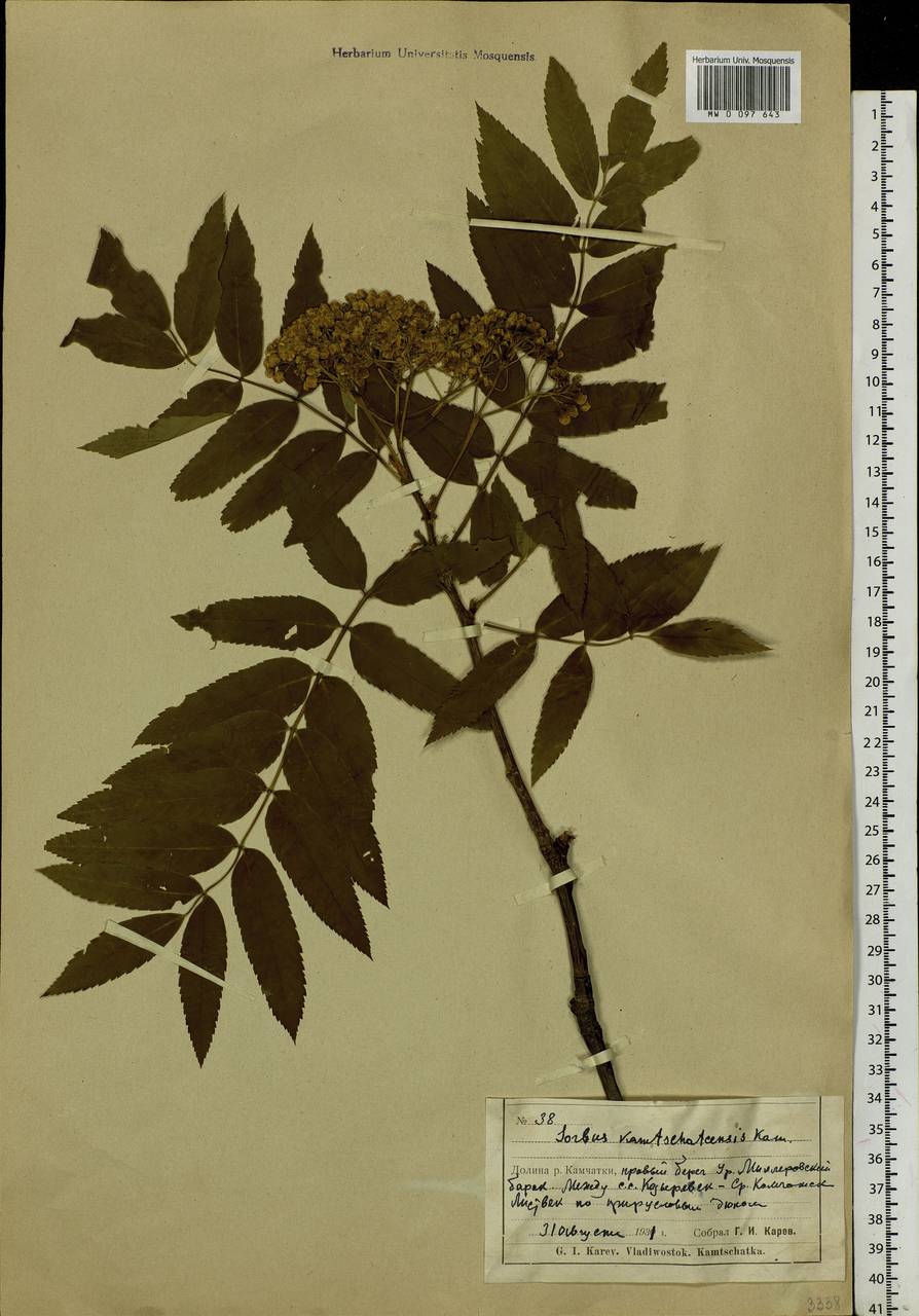 Sorbus aucuparia subsp. glabrata (Wimm. & Grab.) Hedl., Siberia, Chukotka & Kamchatka (S7) (Russia)