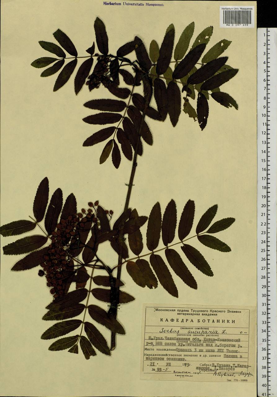 Sorbus aucuparia L., Eastern Europe, Eastern region (E10) (Russia)