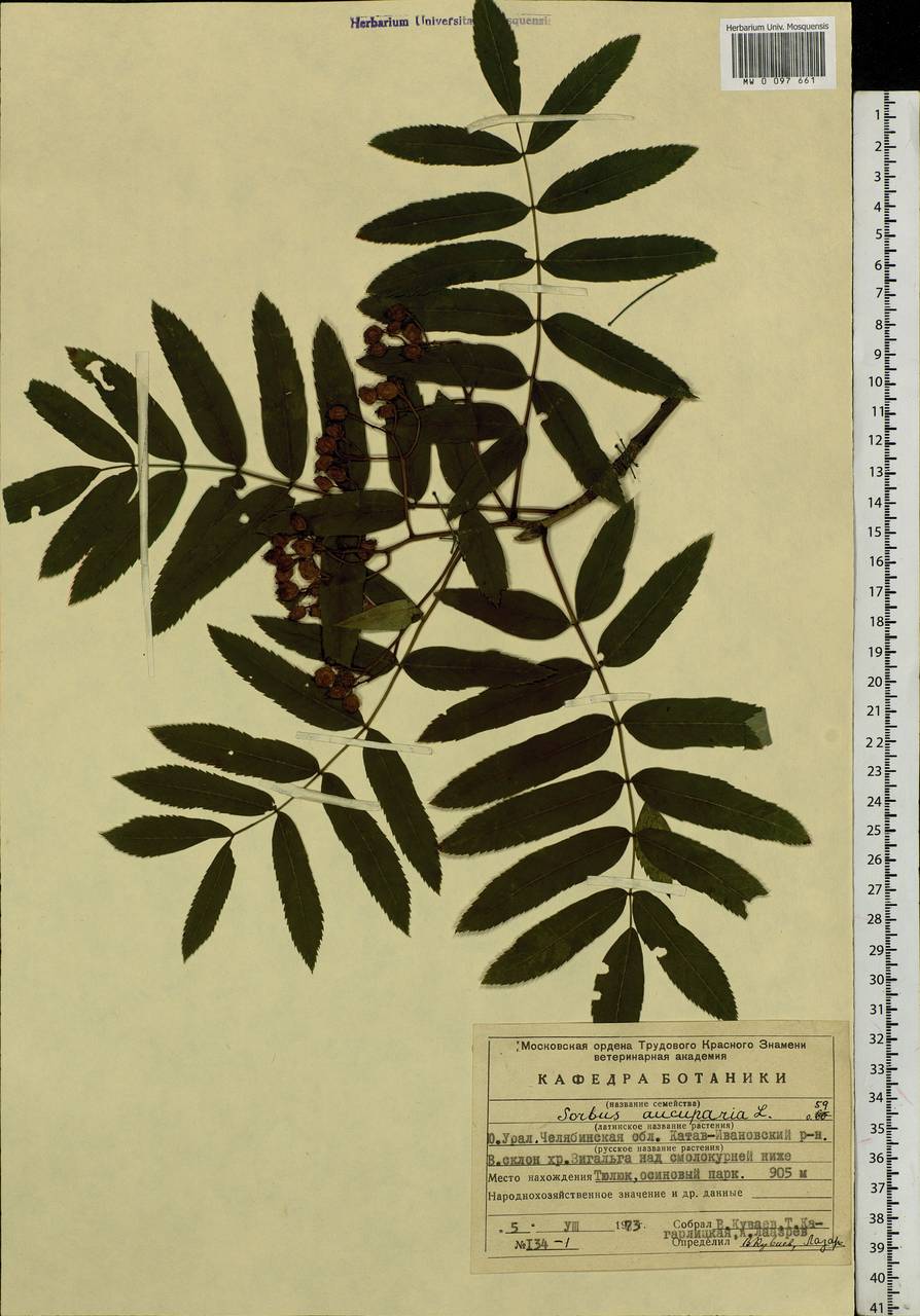 Sorbus aucuparia L., Eastern Europe, Eastern region (E10) (Russia)