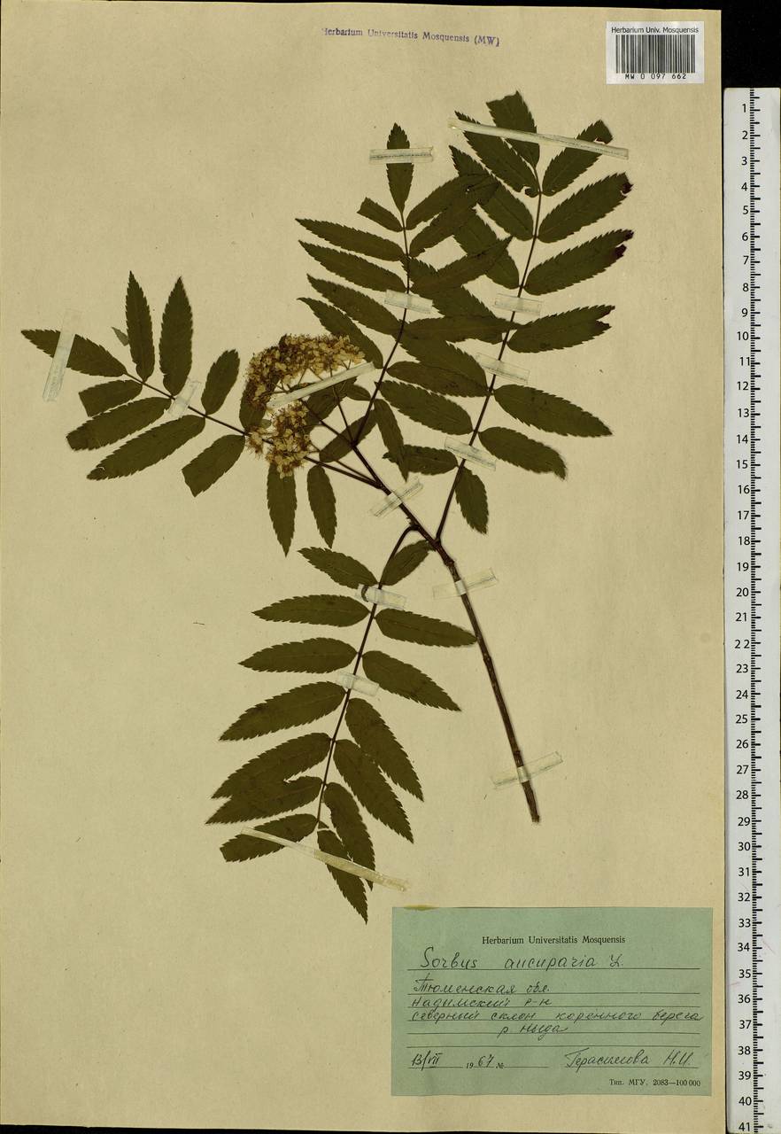 Sorbus aucuparia L., Siberia, Western Siberia (S1) (Russia)