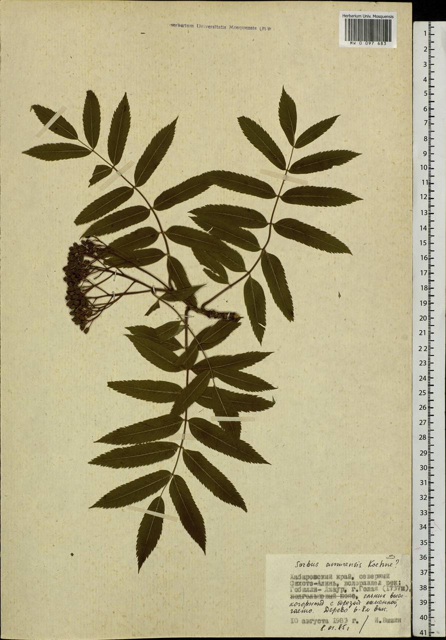 Sorbus aucuparia subsp. pohuashanensis (Hance) Mc All., Siberia, Russian Far East (S6) (Russia)