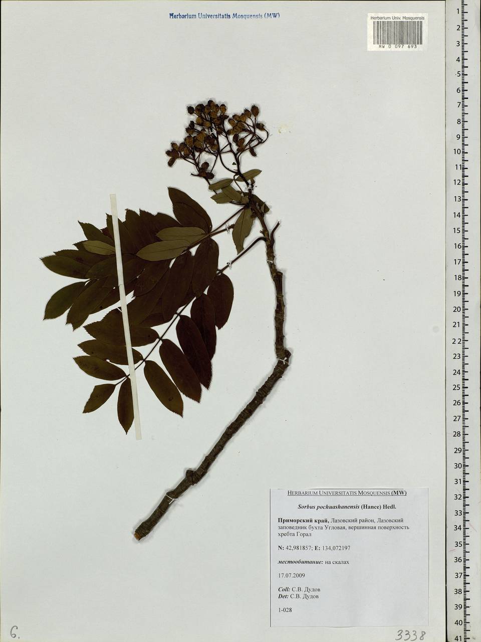 Sorbus aucuparia subsp. pohuashanensis (Hance) Mc All., Siberia, Russian Far East (S6) (Russia)