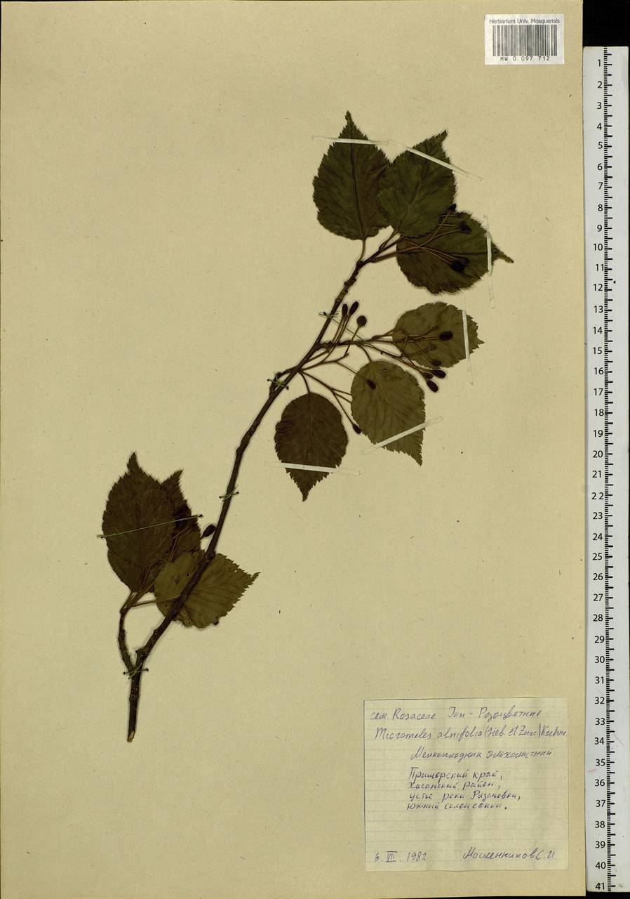 Sorbus alnifolia (Siebold & Zucc.) K. Koch, Siberia, Russian Far East (S6) (Russia)