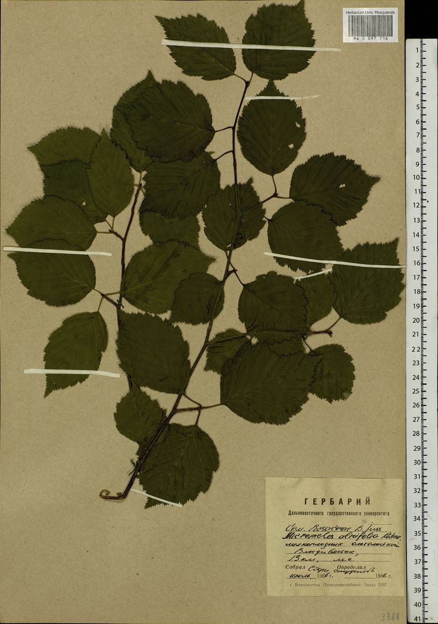 Sorbus alnifolia (Siebold & Zucc.) K. Koch, Siberia, Russian Far East (S6) (Russia)