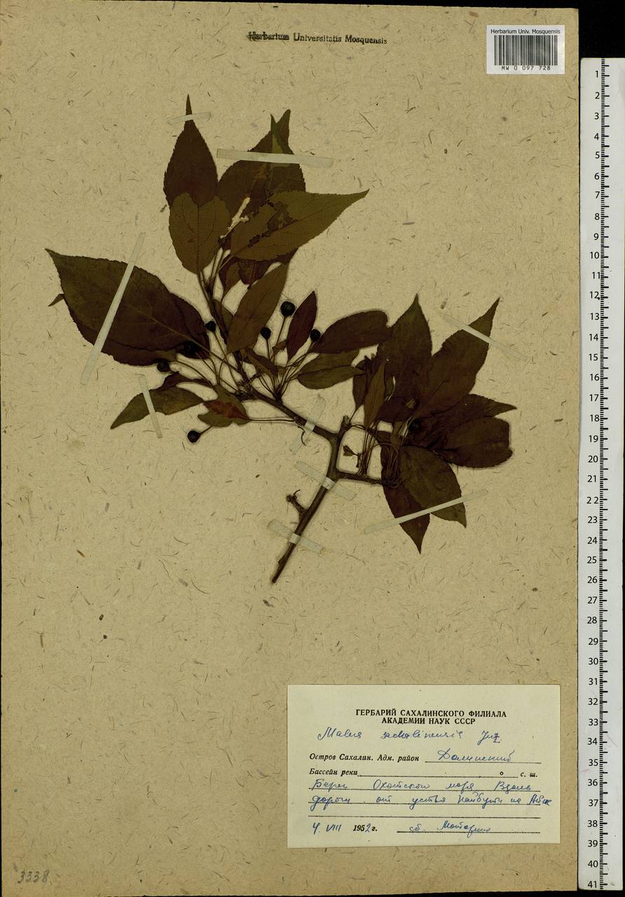 Malus sachalinensis Juz., Siberia, Russian Far East (S6) (Russia)