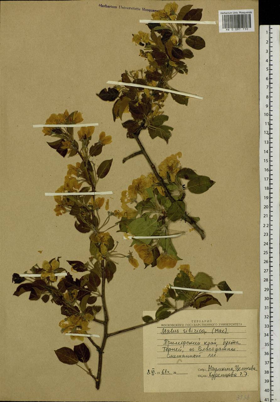 Malus mandshurica (Maxim.) Kom., Siberia, Russian Far East (S6) (Russia)