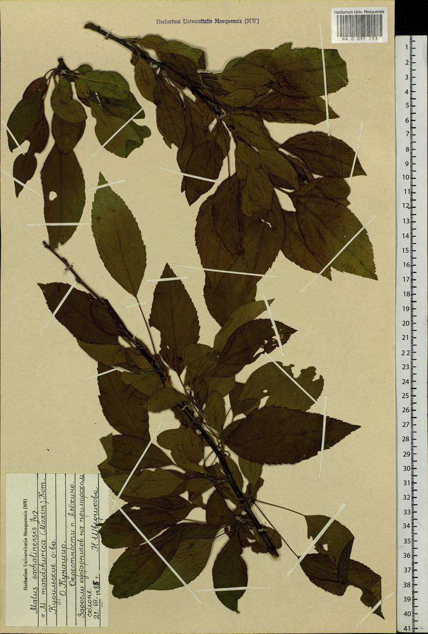 Malus mandshurica (Maxim.) Kom., Siberia, Russian Far East (S6) (Russia)