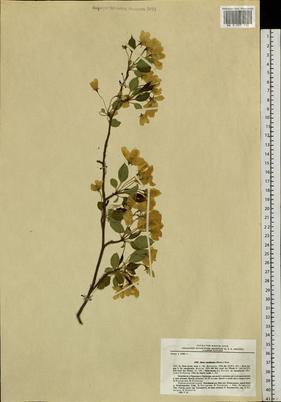 Malus mandshurica (Maxim.) Kom., Siberia, Russian Far East (S6) (Russia)