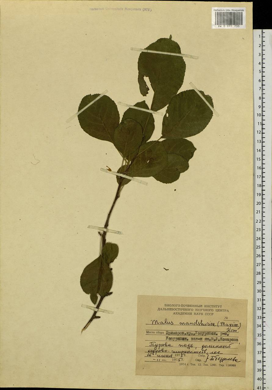 Malus mandshurica (Maxim.) Kom., Siberia, Russian Far East (S6) (Russia)