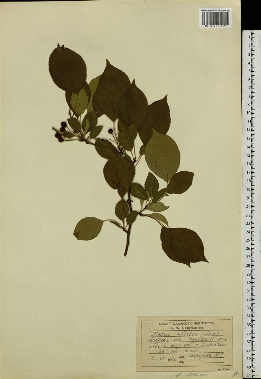 Malus baccata (L.) Borkh., Siberia, Russian Far East (S6) (Russia)