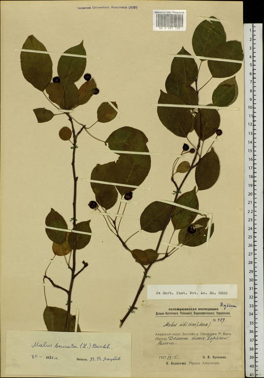 Malus baccata (L.) Borkh., Siberia, Russian Far East (S6) (Russia)