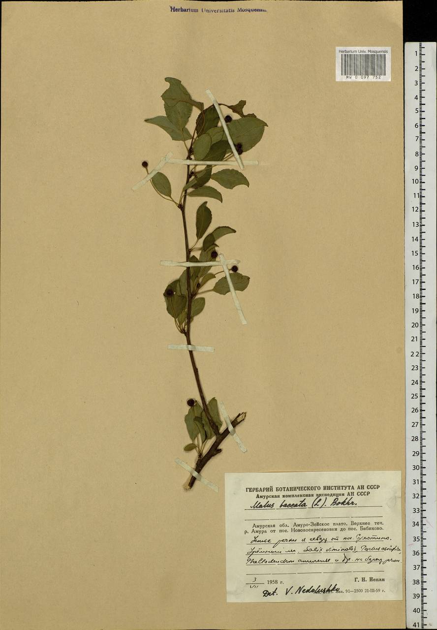 Malus baccata (L.) Borkh., Siberia, Russian Far East (S6) (Russia)