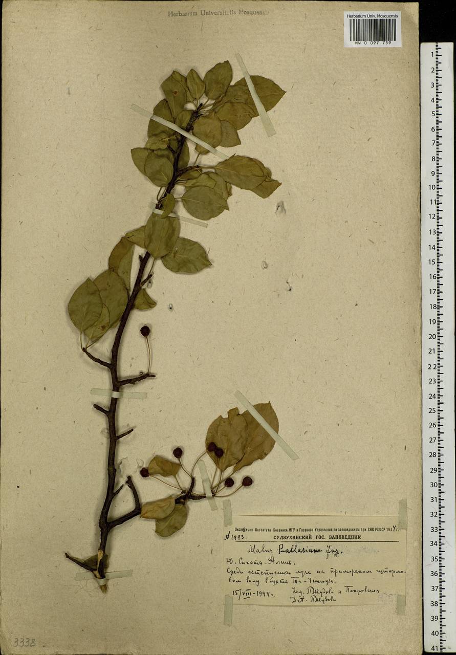 Malus baccata (L.) Borkh., Siberia, Russian Far East (S6) (Russia)