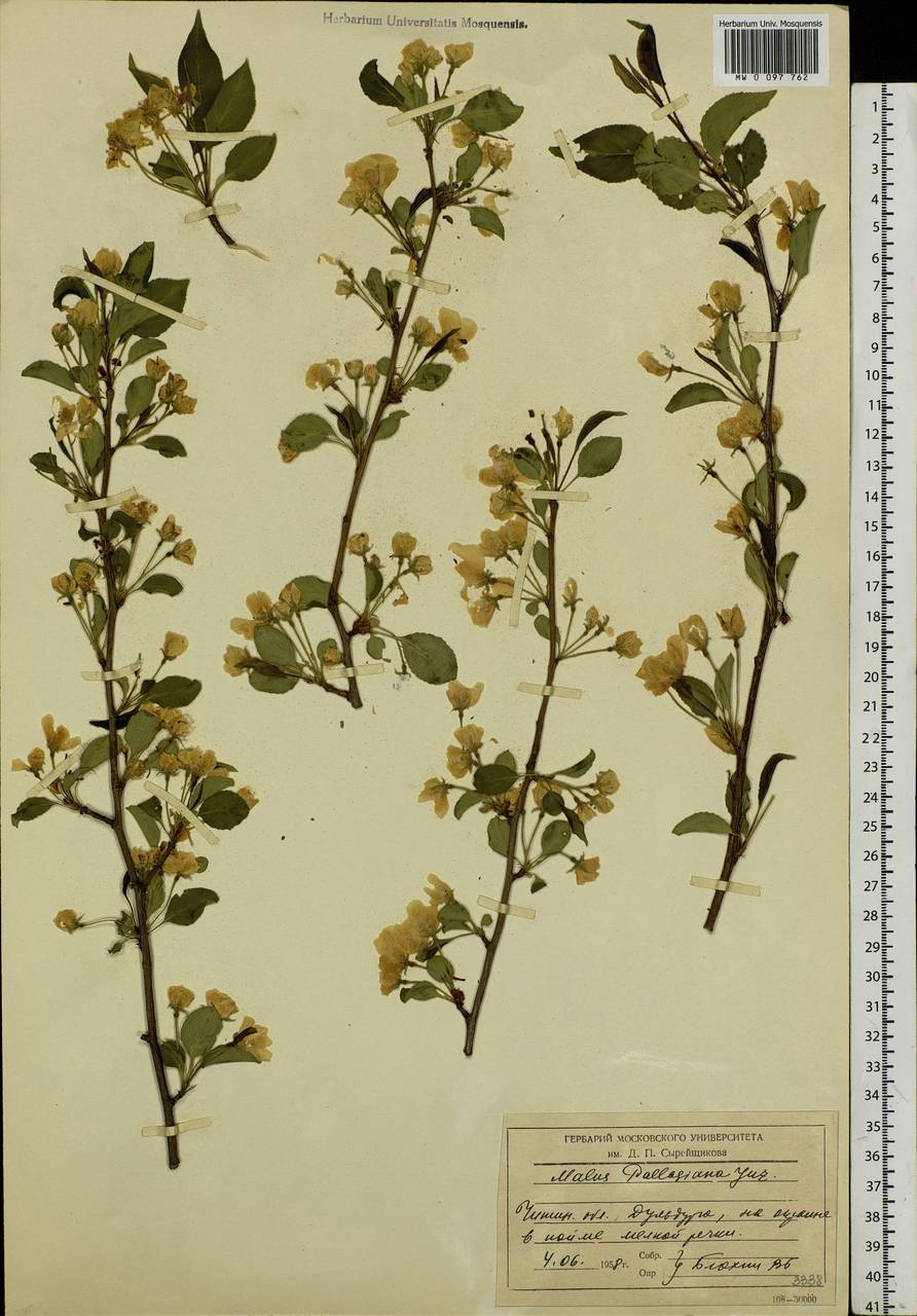Malus baccata (L.) Borkh., Siberia, Baikal & Transbaikal region (S4) (Russia)