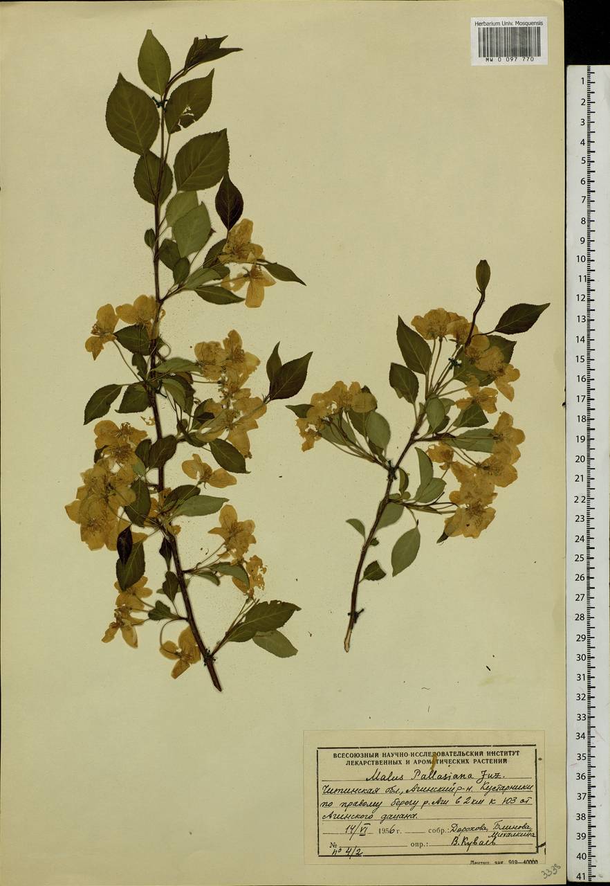 Malus baccata (L.) Borkh., Siberia, Baikal & Transbaikal region (S4) (Russia)