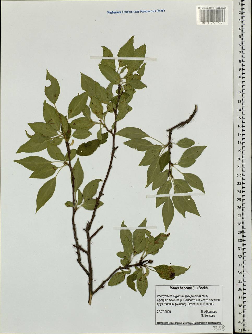 Malus baccata (L.) Borkh., Siberia, Baikal & Transbaikal region (S4) (Russia)