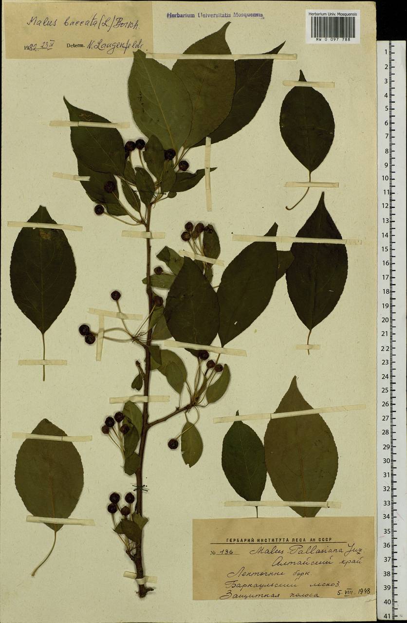 Malus baccata (L.) Borkh., Siberia, Altai & Sayany Mountains (S2) (Russia)