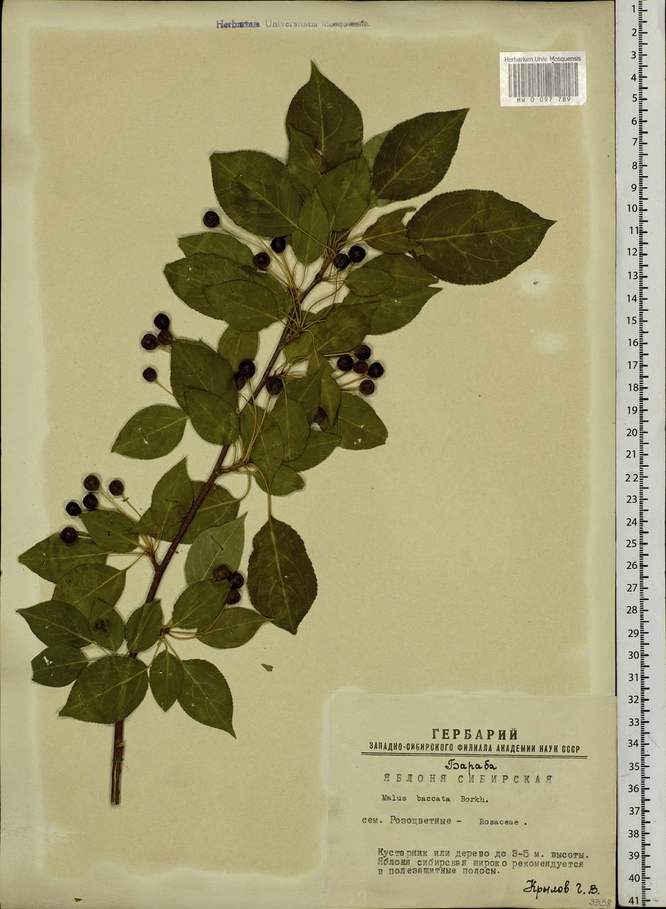 Malus baccata (L.) Borkh., Siberia, Western Siberia (S1) (Russia)