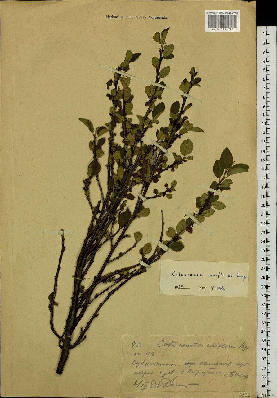 Cotoneaster uniflorus Bunge, Siberia, Western (Kazakhstan) Altai Mountains (S2a) (Kazakhstan)