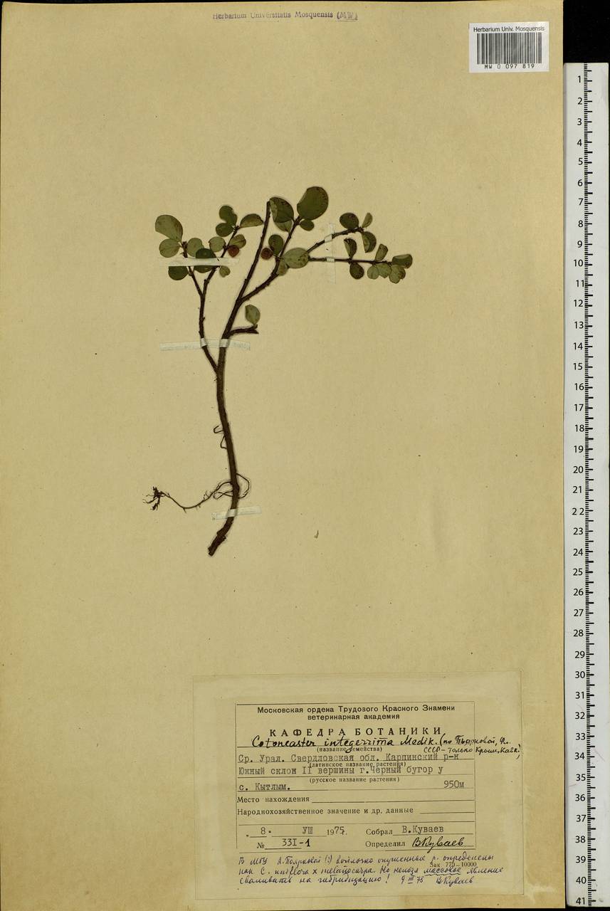 Cotoneaster uniflorus Bunge, Eastern Europe, Eastern region (E10) (Russia)