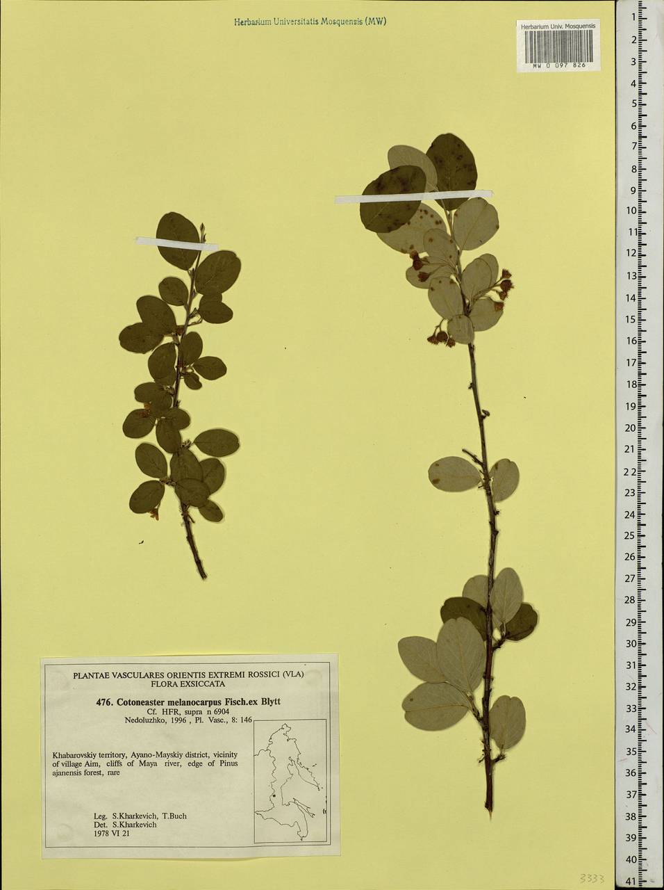 Cotoneaster melanocarpus G. Lodd., Siberia, Russian Far East (S6) (Russia)