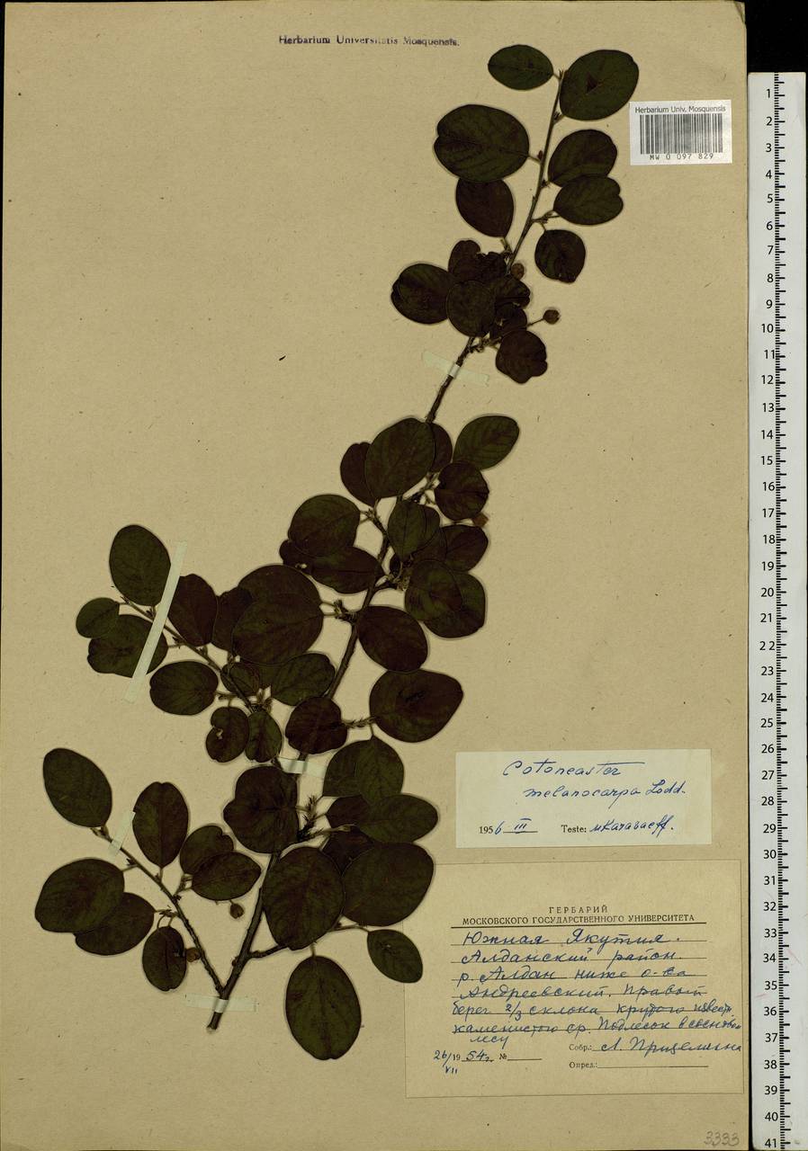 Cotoneaster melanocarpus G. Lodd., Siberia, Yakutia (S5) (Russia)