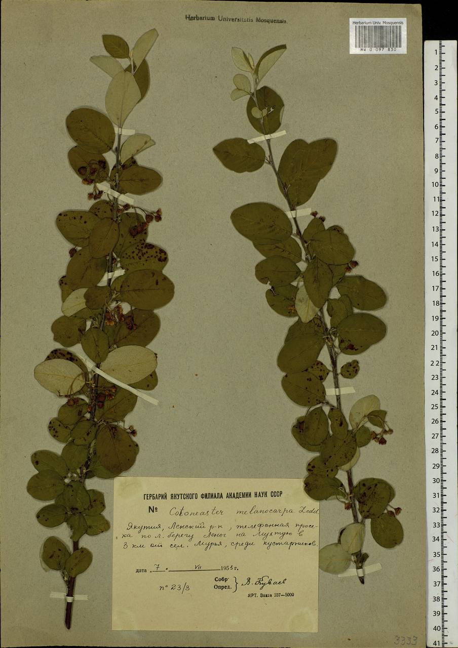 Cotoneaster melanocarpus G. Lodd., Siberia, Yakutia (S5) (Russia)