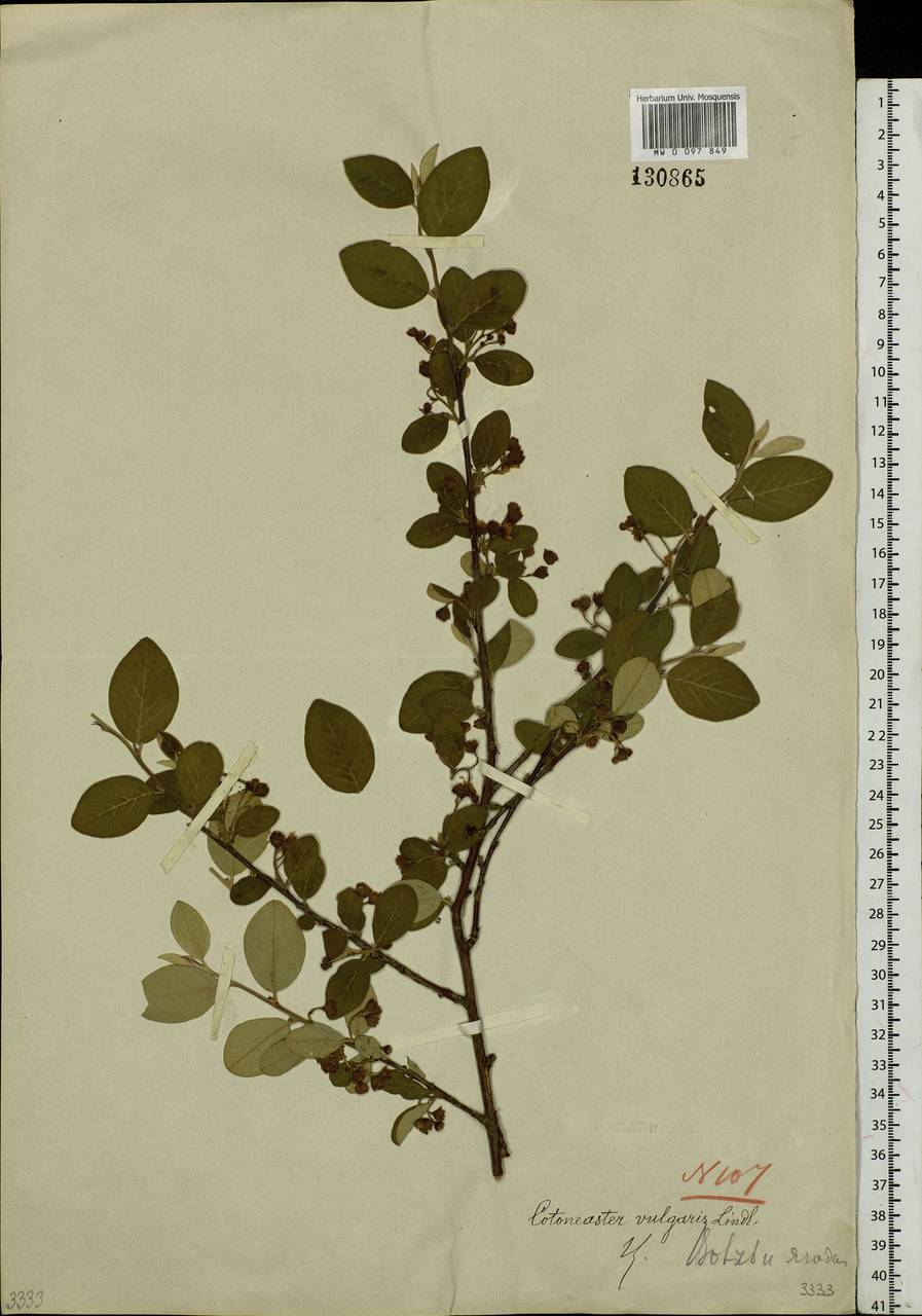 Cotoneaster melanocarpus G. Lodd., Siberia, Baikal & Transbaikal region (S4) (Russia)