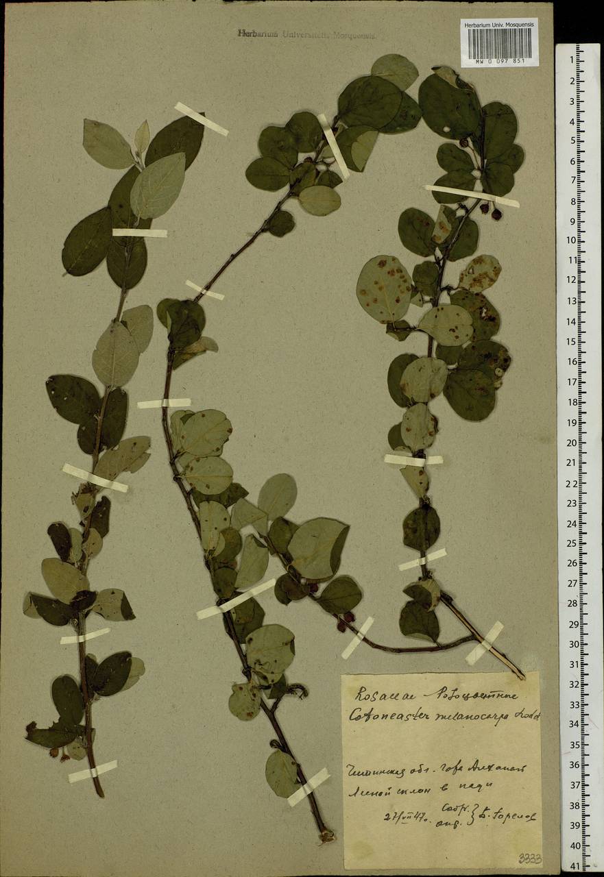 Cotoneaster melanocarpus G. Lodd., Siberia, Baikal & Transbaikal region (S4) (Russia)