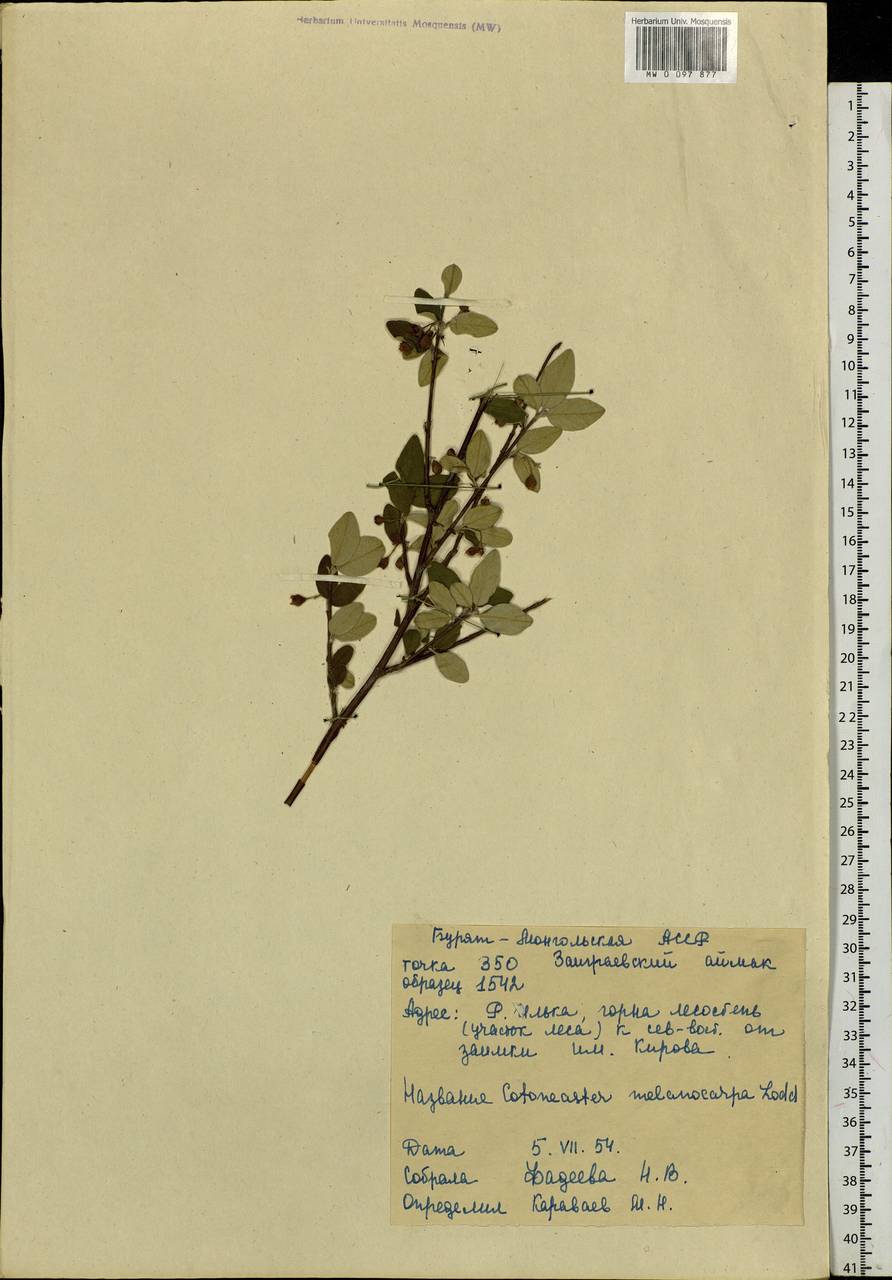 Cotoneaster melanocarpus G. Lodd., Siberia, Baikal & Transbaikal region (S4) (Russia)