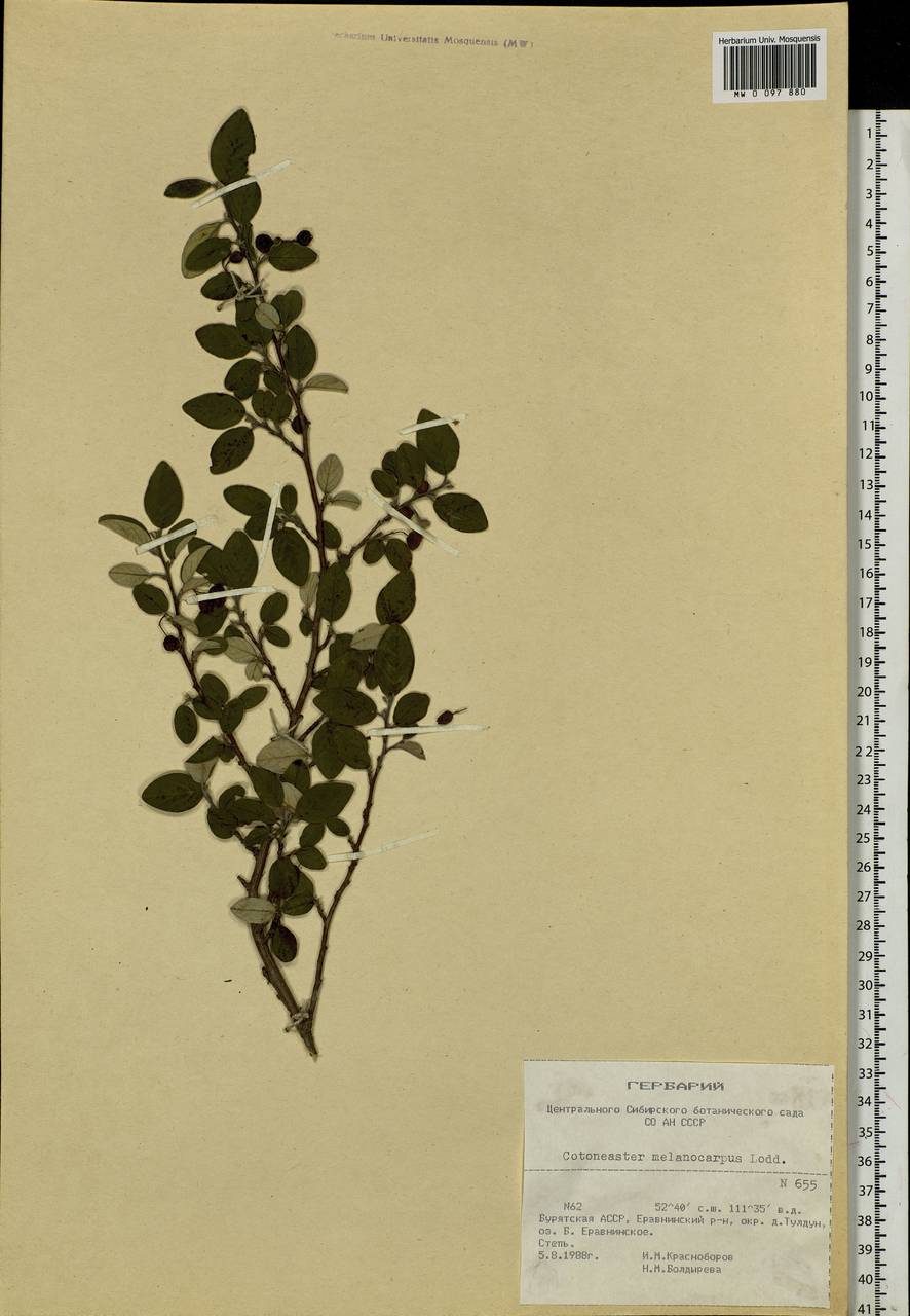 Cotoneaster melanocarpus G. Lodd., Siberia, Baikal & Transbaikal region (S4) (Russia)