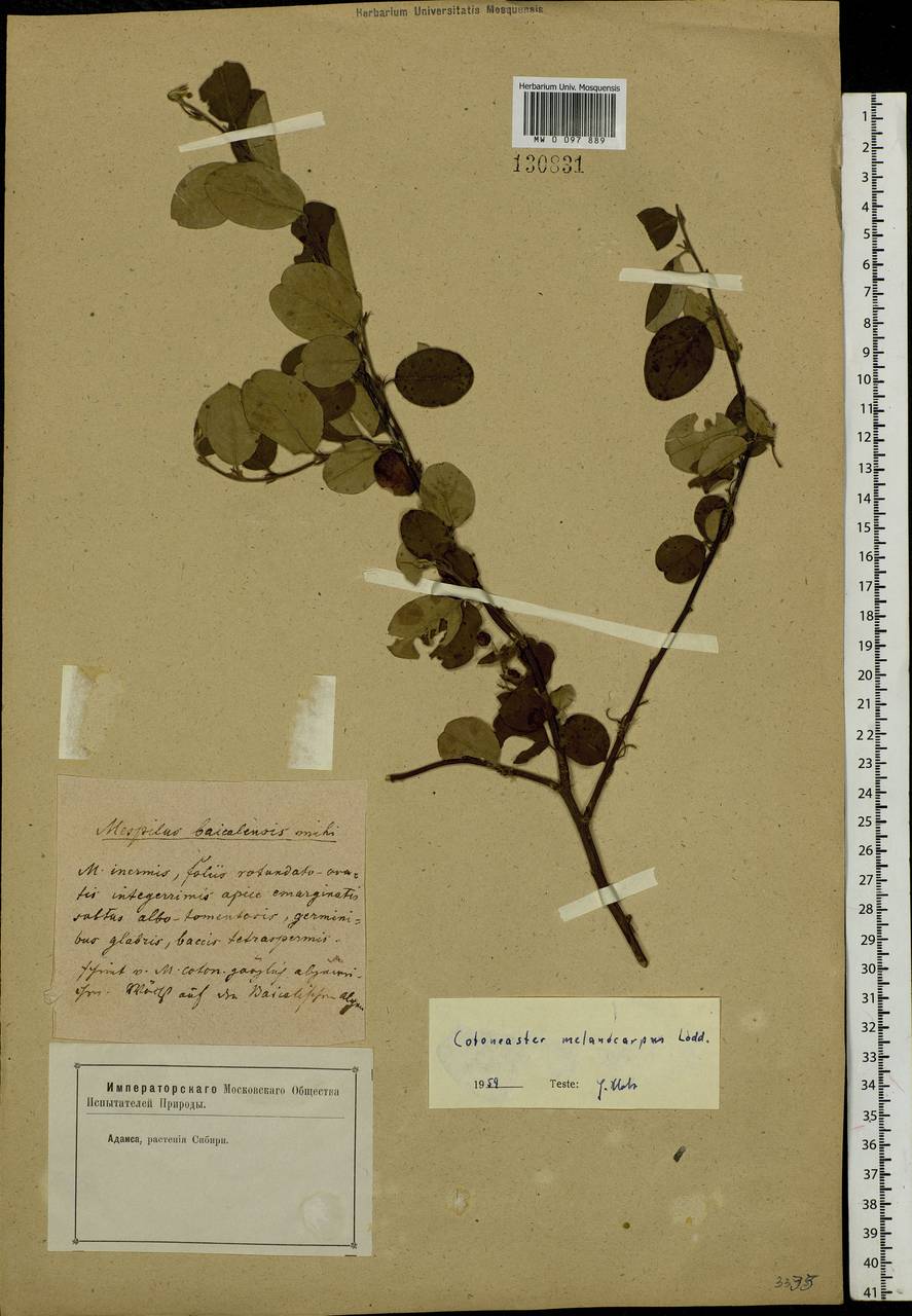 Cotoneaster melanocarpus G. Lodd., Siberia, Baikal & Transbaikal region (S4) (Russia)