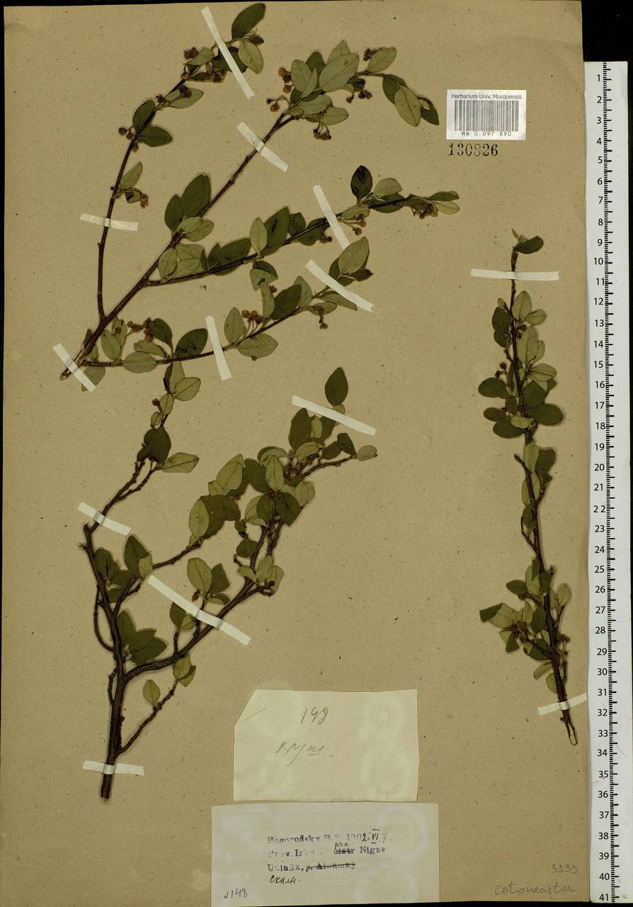 Cotoneaster melanocarpus G. Lodd., Siberia, Baikal & Transbaikal region (S4) (Russia)