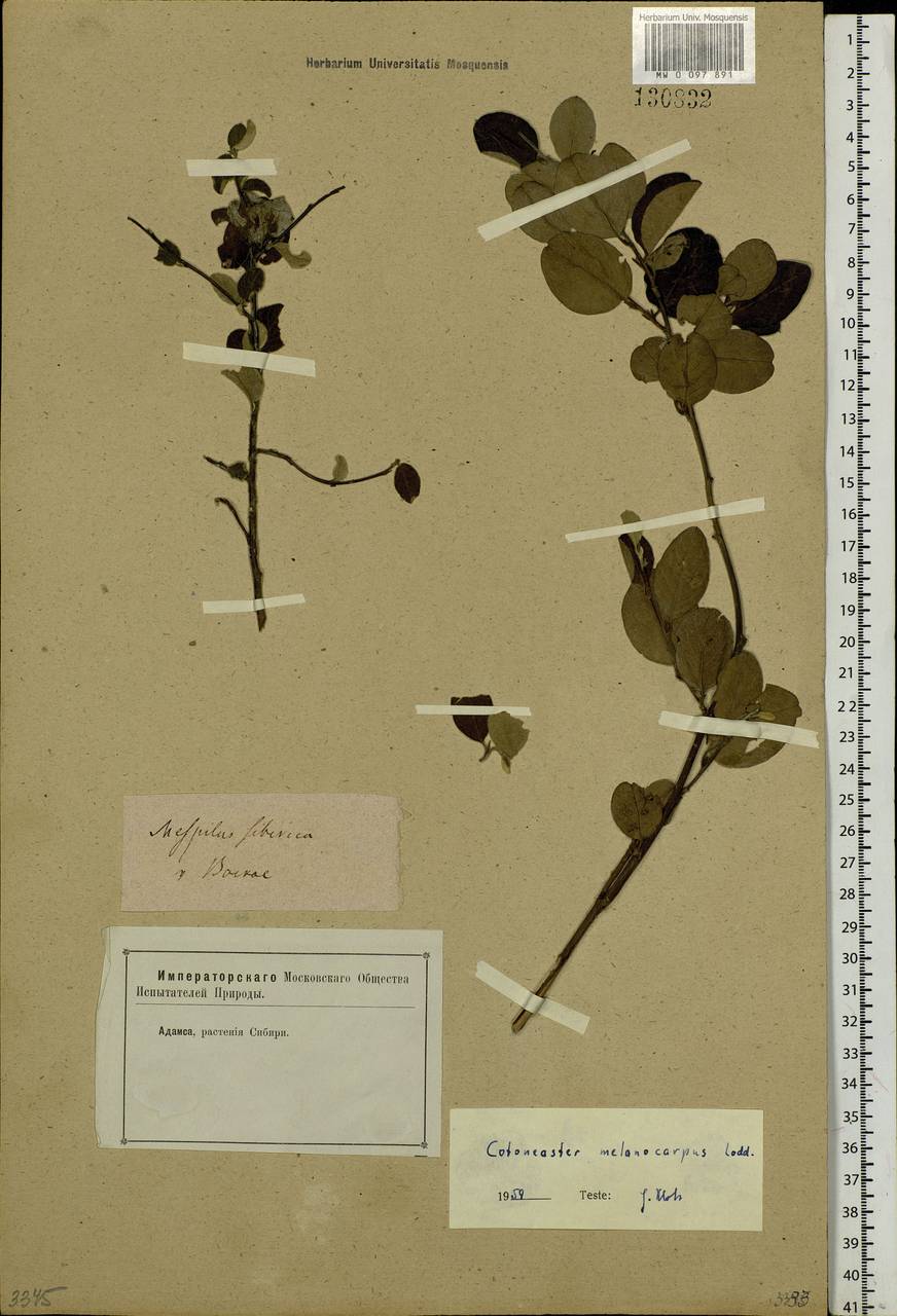 Cotoneaster melanocarpus G. Lodd., Siberia, Baikal & Transbaikal region (S4) (Russia)