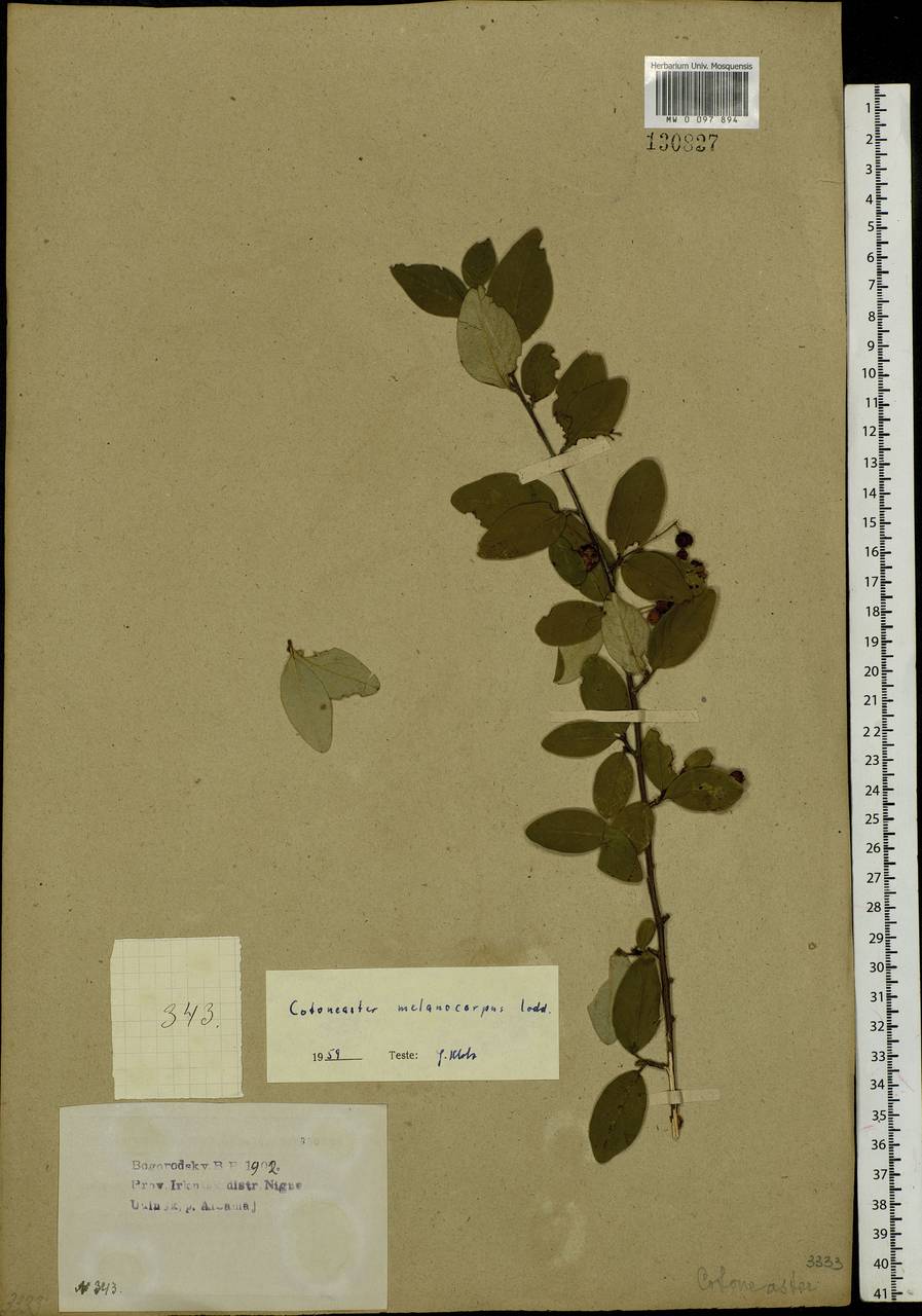 Cotoneaster melanocarpus G. Lodd., Siberia, Baikal & Transbaikal region (S4) (Russia)