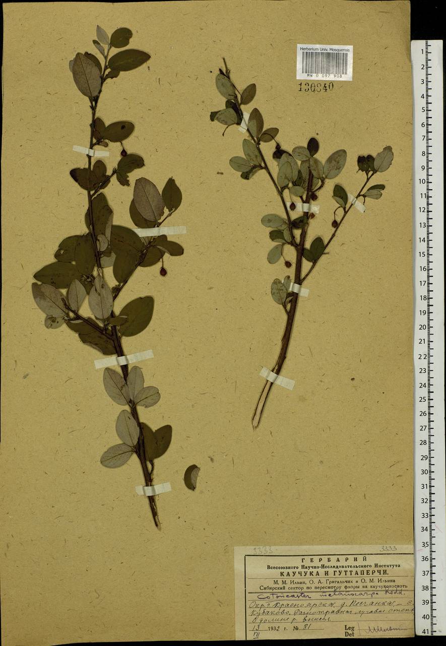 Cotoneaster melanocarpus G. Lodd., Siberia, Central Siberia (S3) (Russia)