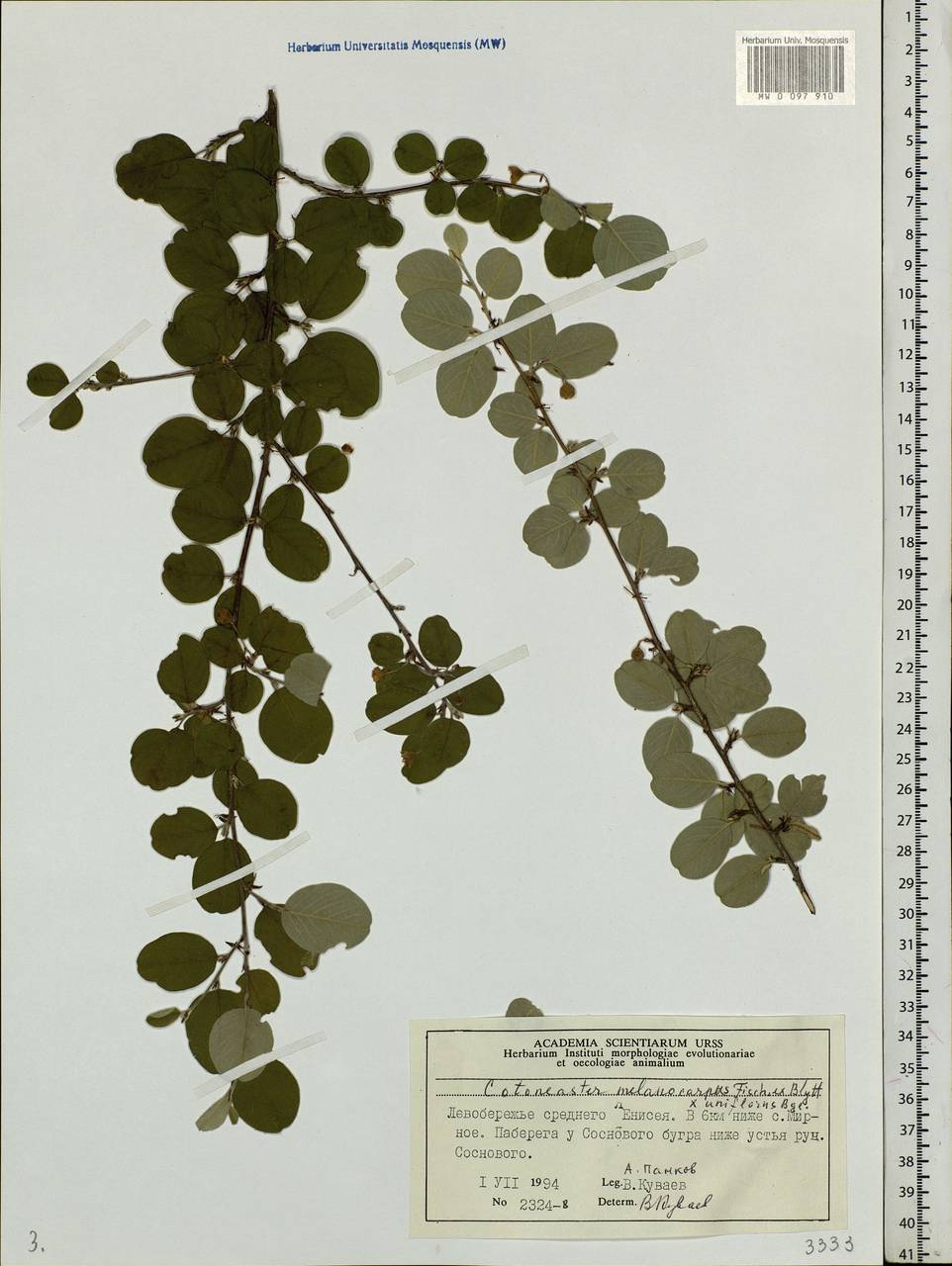 Cotoneaster melanocarpus G. Lodd., Siberia, Central Siberia (S3) (Russia)