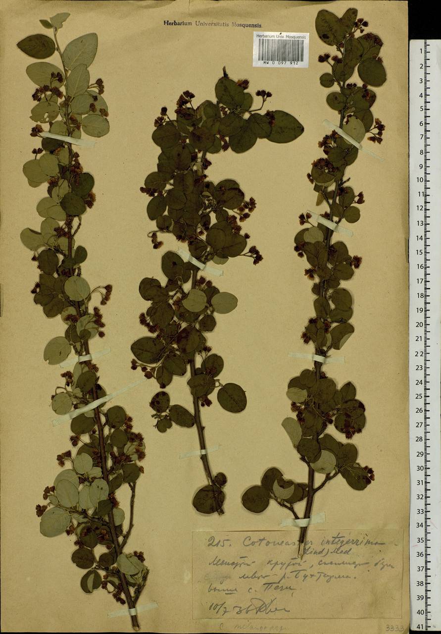 Cotoneaster melanocarpus G. Lodd., Siberia, Western (Kazakhstan) Altai Mountains (S2a) (Kazakhstan)