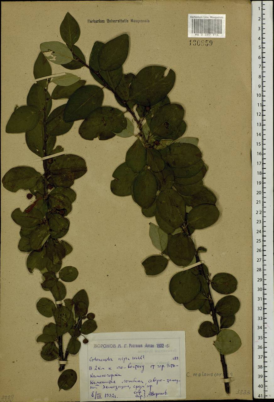 Cotoneaster melanocarpus G. Lodd., Siberia, Western (Kazakhstan) Altai Mountains (S2a) (Kazakhstan)