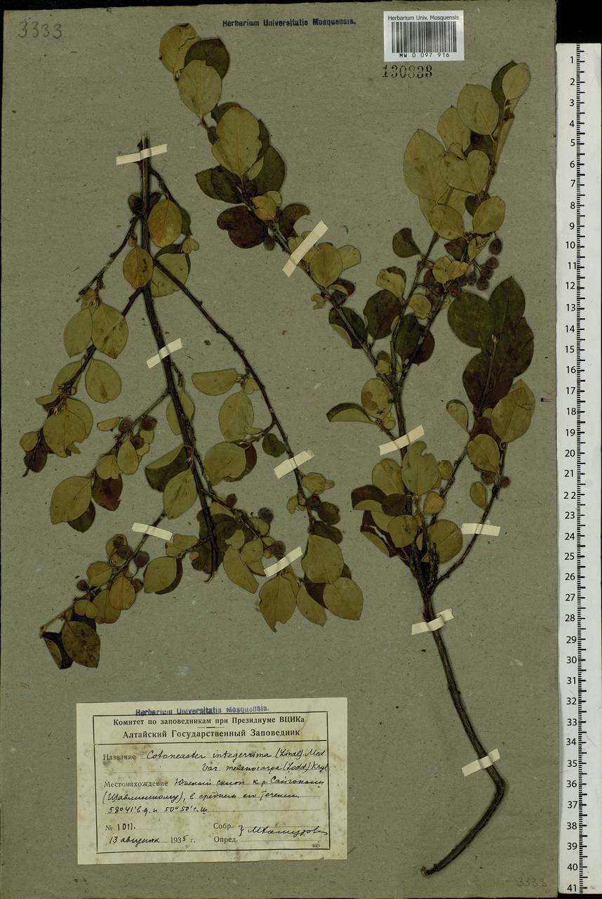 Cotoneaster melanocarpus G. Lodd., Siberia, Altai & Sayany Mountains (S2) (Russia)