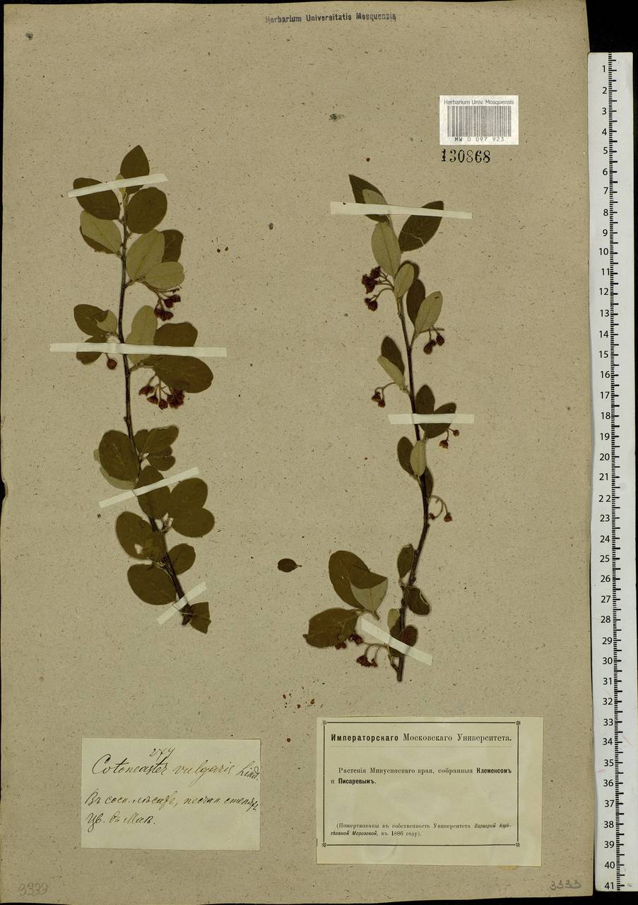 Cotoneaster melanocarpus G. Lodd., Siberia, Altai & Sayany Mountains (S2) (Russia)