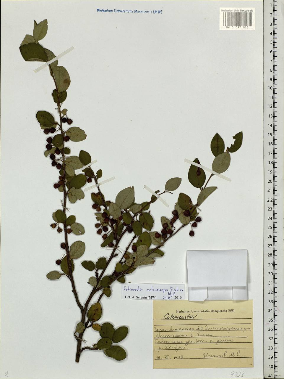 Cotoneaster melanocarpus G. Lodd., Siberia, Altai & Sayany Mountains (S2) (Russia)